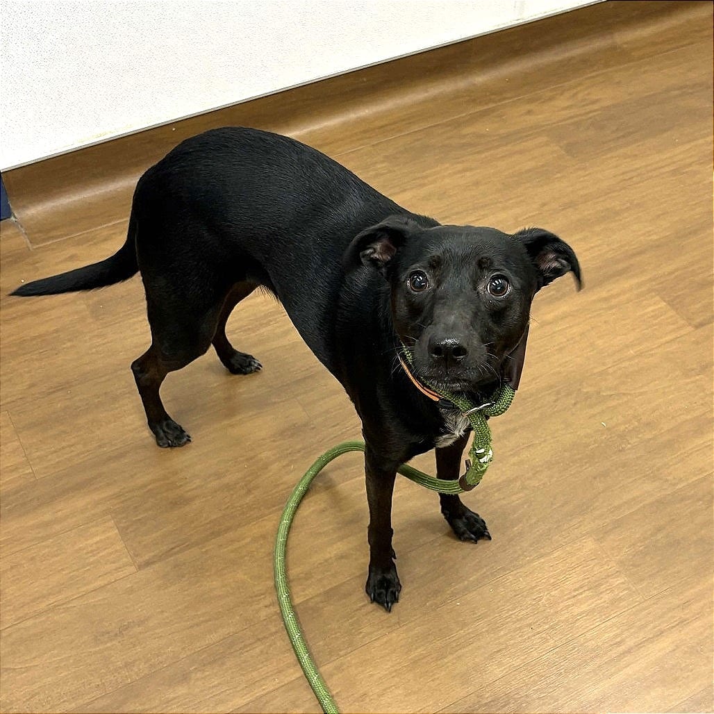 Photo of Mooney, adoptable Terrier / Retriever, Black Labrador in Houston, Texas