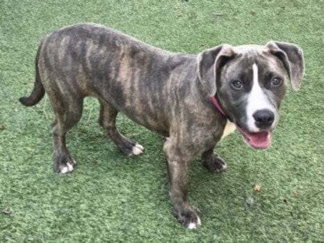Photo of Winnie, adoptable American Staffordshire Terrier in Van Nuys, California