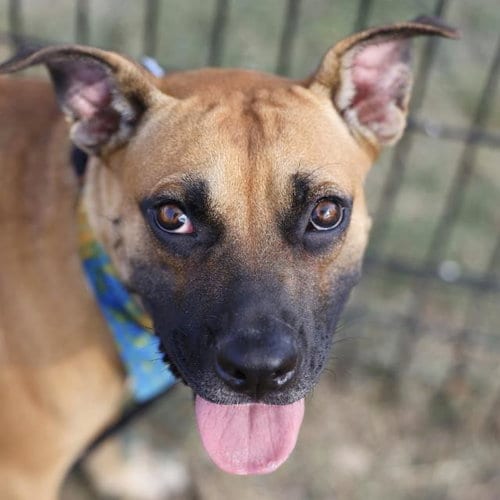 Photo of Tacoma, adoptable Black Mouth Cur in San Antonio, Texas