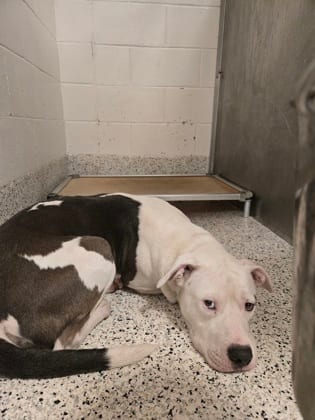 Photo of Doc, adoptable dog in Atlanta, Georgia