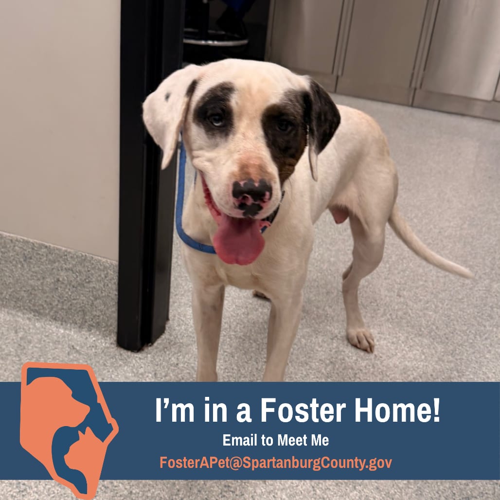 Photo of Carlos, adoptable Hound / Great Dane in Spartanburg, South Carolina
