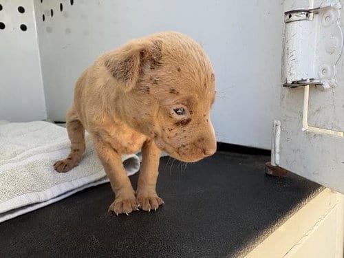 Photo of Speck, adoptable Chihuahua in Riverside, California
