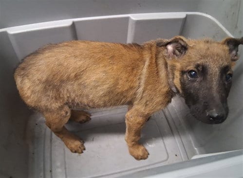 Photo of A5802095, adoptable Belgian Shepherd Malinois in Gardena, California