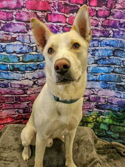 Photo of Neo, adoptable Husky in Gloversville, New York