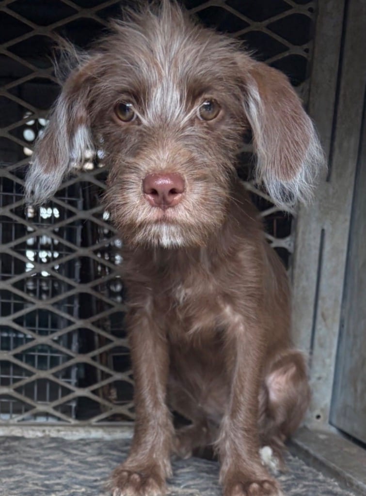 Photo of Lexus, adoptable Wirehaired Terrier in West Bloomfield, Michigan
