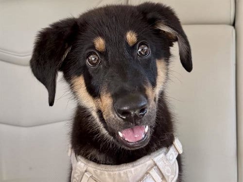 Photo of Grover, adoptable German Shepherd Dog in Martinez, California