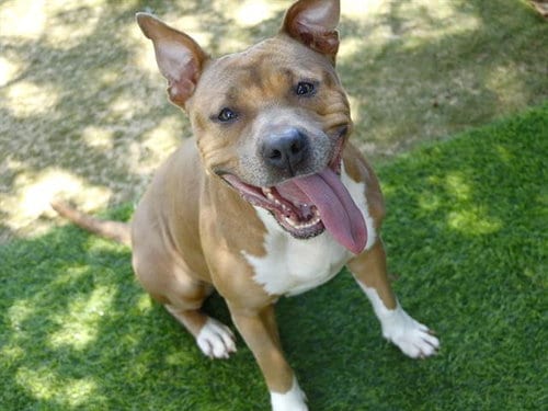 Photo of Funnel Cakes, adoptable American Pit Bull Terrier in Tallahassee, Florida