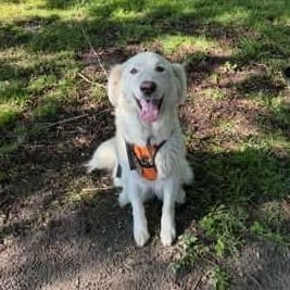 Photo of Luna, adoptable Pyrenees, Great / Mixed Breed (Large) in Raleigh area, North Carolina