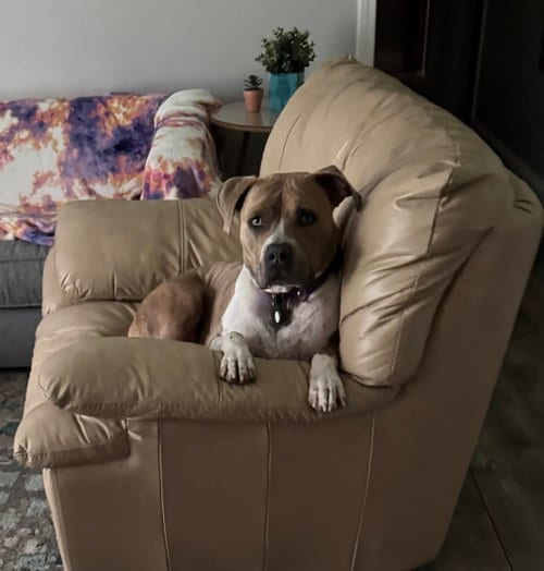 Photo of Pippin, adoptable Terrier in St. Louis, Missouri