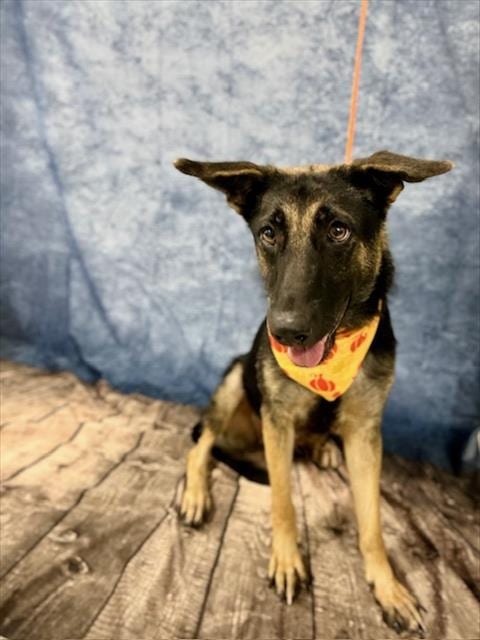 Photo of Lola, adoptable German Shepherd Dog in Temple, Texas