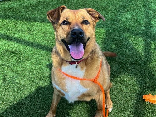 Photo of Missy, adoptable German Shepherd Dog in Orange, California