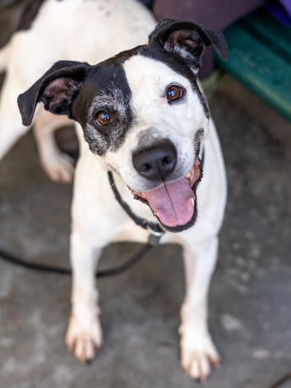Photo of Primo, adoptable dog in Chamblee, Georgia