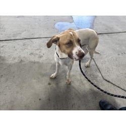 Photo of Howl Hogan, adoptable American Pit Bull Terrier in Texas City, Texas