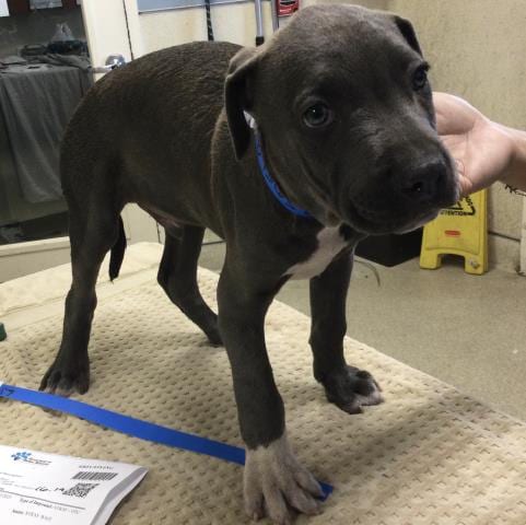 Photo of Cobalt, adoptable Pit Bull Terrier in Riverside, California
