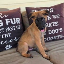 Photo of Elwood KL, adoptable Belgian Malinois Mixed Breed (Medium) in Hartford, Connecticut