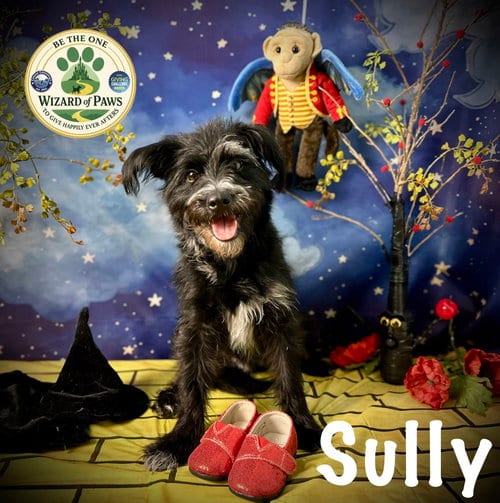 Photo of Captain Sully, adoptable Schnauzer in Arcadia, Florida