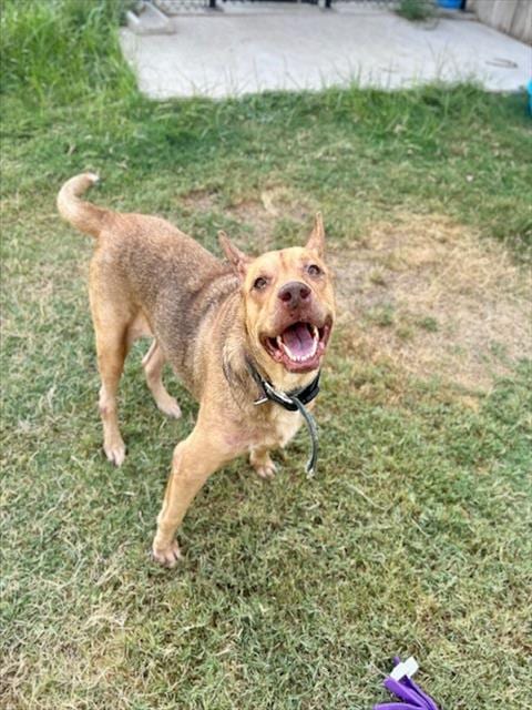 Photo of Coco, adoptable Labrador Retriever in Temple, Texas