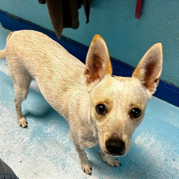 Photo of Luna, adoptable Mixed Breed (Small) in Cape Girardeau area, Missouri
