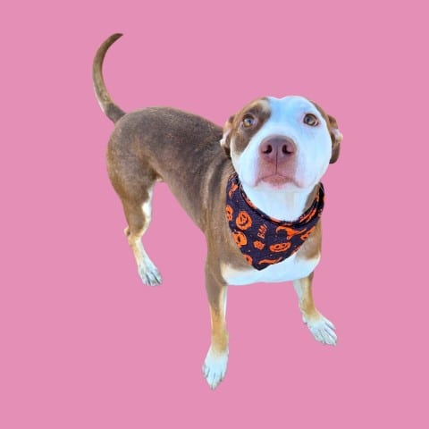 Photo of Pink, adoptable Pit Bull Terrier in Bakersfield, California