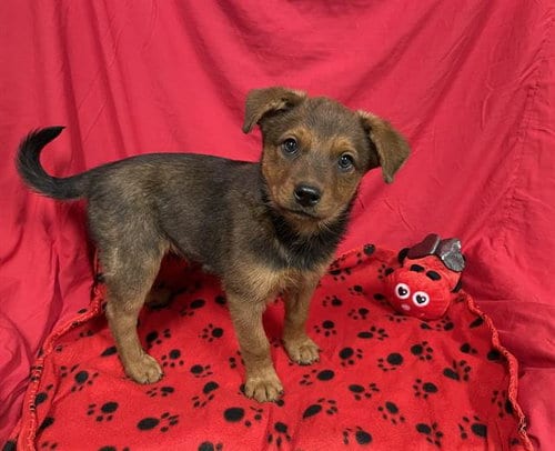 Photo of A614696, adoptable Australian Cattle Dog/Blue Heeler in Modesto, California