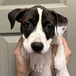 Photo of Aspen, adoptable Pit Bull Terrier in Littleton, Colorado