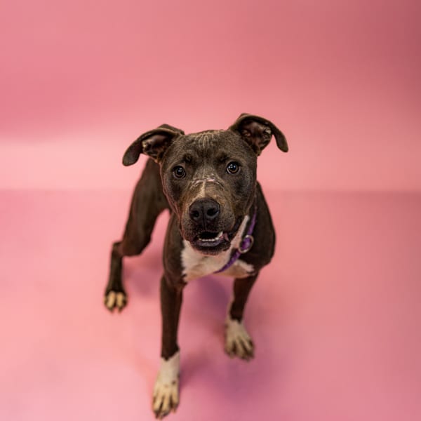 Photo of Oakley, adoptable Pit Bull cross in Lawrenceville, Georgia
