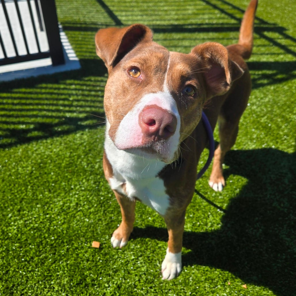 Photo of Seraphina, adoptable Terrier, American Staffordshire / Mix in Spartanburg, South Carolina