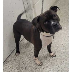 Photo of Sinon, adoptable American Pit Bull Terrier in Kansas City, Missouri