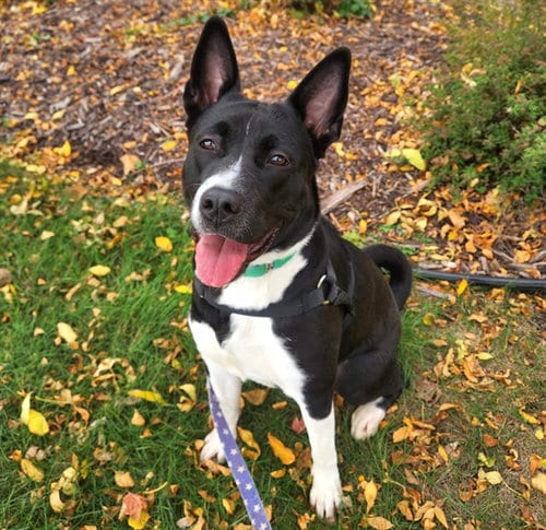 Photo of Laylang, adoptable German Shepherd Dog in Minneapolis, Minnesota
