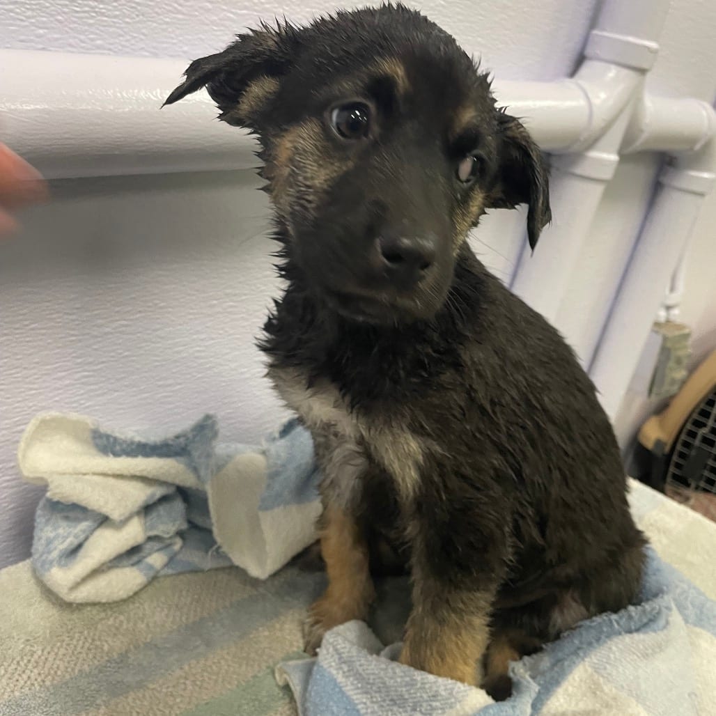 Photo of Boo, adoptable Cattle Dog / Shepherd, Australian in Spokane, Washington