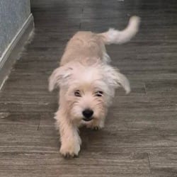 Photo of Buckwheat PF, adoptable Fox Terrier (Wirehaired) in Hartford, Connecticut