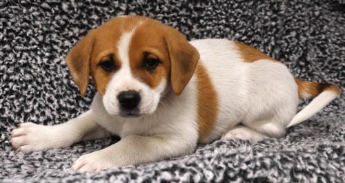Photo of Aurora, adoptable Labrador Retriever in Thief River Falls, Minnesota