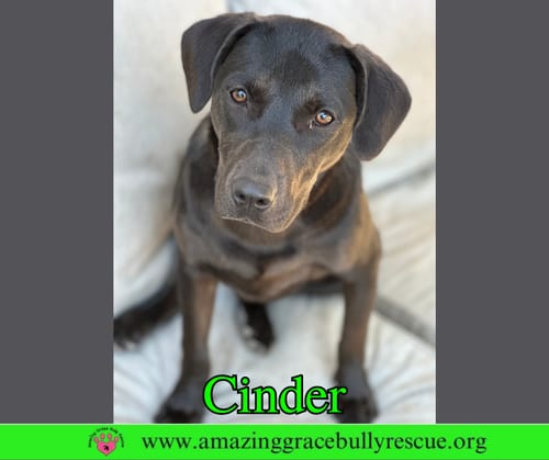 Photo of Cinder, adoptable Labrador Retriever in Milton, Florida