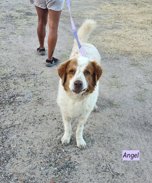 Photo of Angel the Amazing, adoptable Great Pyrenees in Brewster, New York