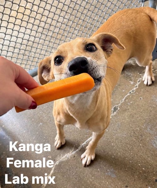 Photo of Kanga, adoptable Labrador Retriever in Burnsville, North Carolina
