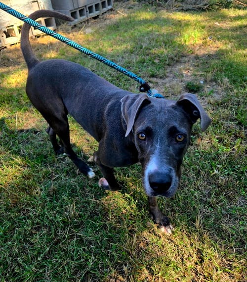 Photo of Beauty, adoptable Labrador Retriever in Jackson, Mississippi