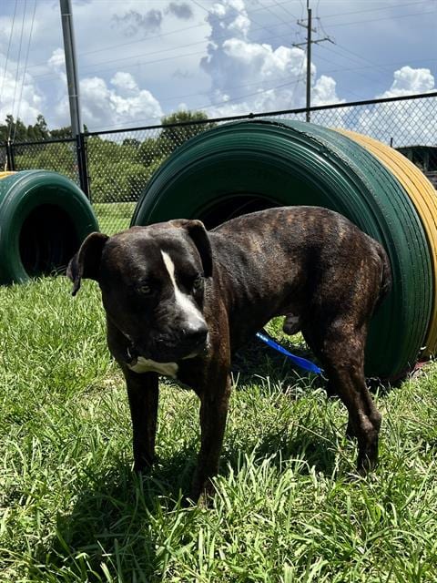 Photo of Tucker, adoptable Bulldog in Winter Haven, Florida