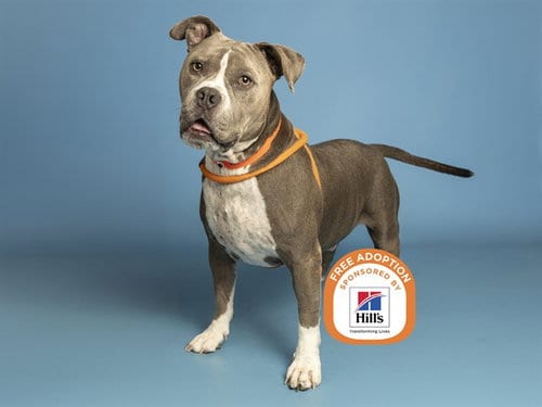 Photo of Chico, adoptable American Bulldog in Phoenix, Arizona