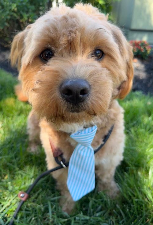 Photo of Winston, adoptable Poodle (Miniature) in Sykesville, Maryland