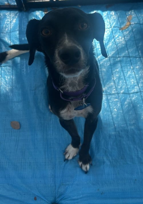 Photo of Monroe, adoptable Terrier in Pipe Creek, Texas