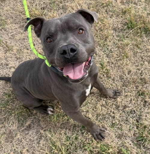 Photo of King, adoptable Pit Bull Terrier in Grafton, Wisconsin