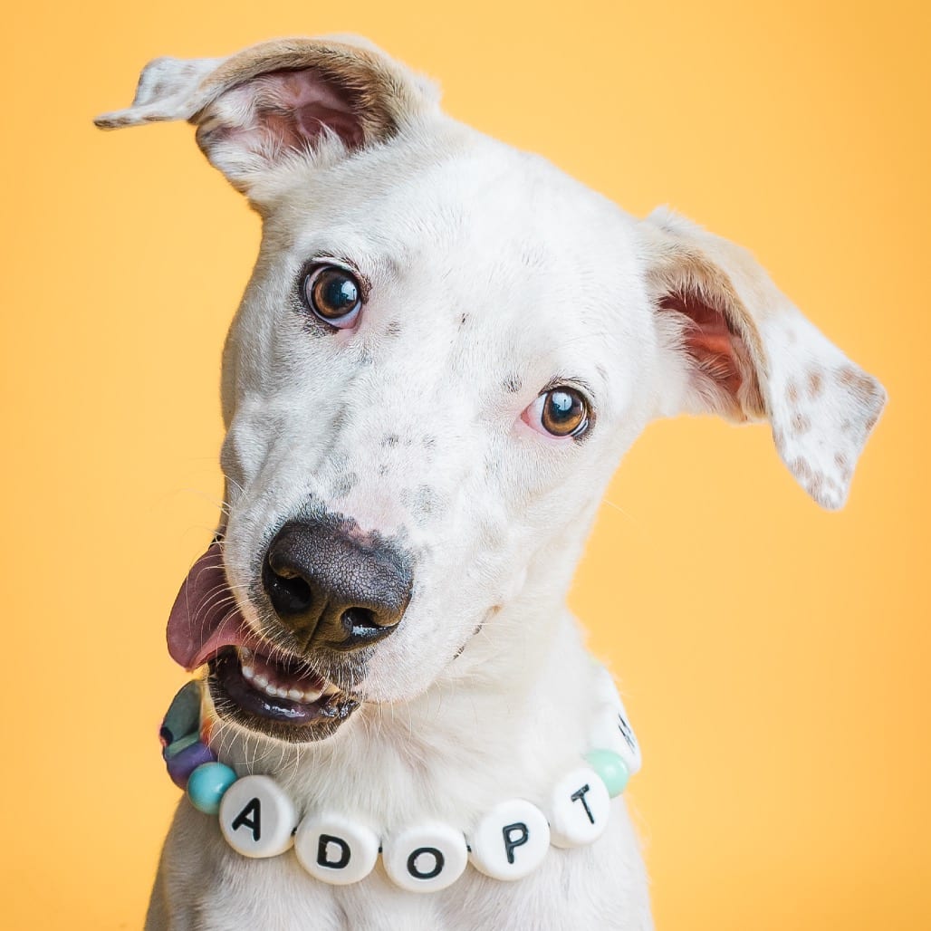 Photo of Ladybug, adoptable Terrier / Retriever, Labrador in Boonville, Missouri