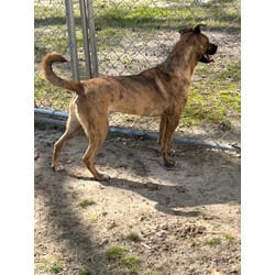 Photo of Nate, adoptable Plott Hound in Medfield, Massachusetts