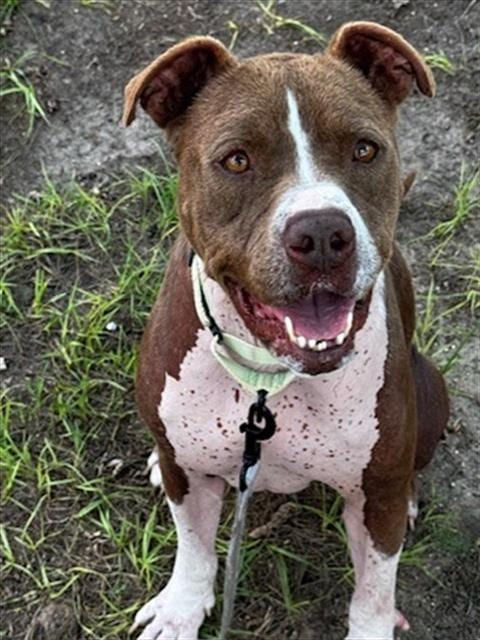 Photo of Charlie Brown, adoptable Pit Bull Terrier in Ocala, Florida