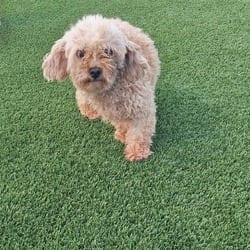 Photo of Shadow 0790, adoptable Poodle (Toy or Tea Cup) in Loxahatchee, Florida