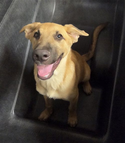 Photo of Fezzik, adoptable German Shepherd Dog in Phoenix, Arizona