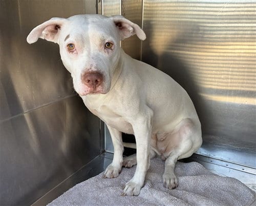 Photo of Pickles, adoptable American Pit Bull Terrier in Mesa, Arizona