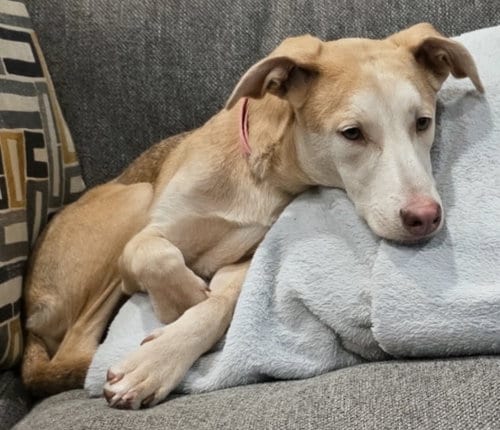 Photo of Tilly, adoptable Labrador Retriever in Cottage Grove, Minnesota