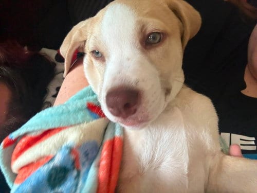 Photo of Rocket - Americana Litter, adoptable Labrador Retriever in Sheboygan, Wisconsin