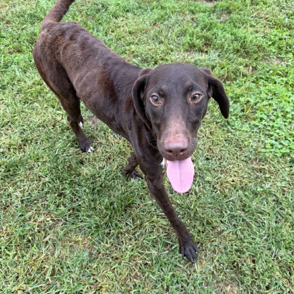 Photo of Shelby, adoptable Pointer / Retriever, Chesapeake Bay in Marshalltown, Iowa